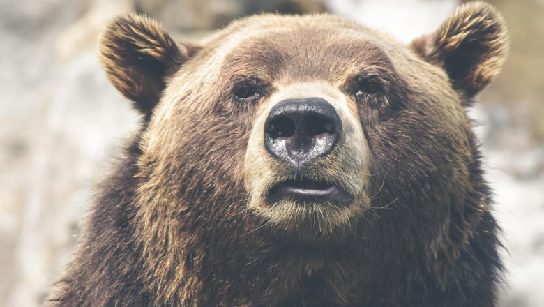 the most hilarious complaints weve heard about su doc dao giua may lat va da la gisu khac biet giua pavers va stone la gi