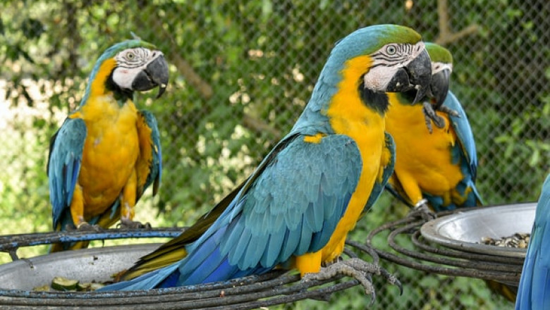 5 Reasons Why You Should Change Your Bird Cages