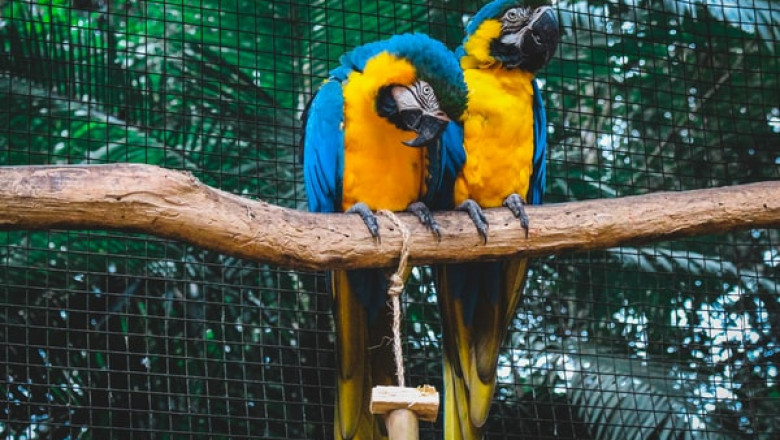 5 Reasons Why You Should Consider Buying New Bird Toys