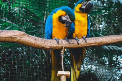 5 Reasons Why You Should Consider Buying New Bird Toys