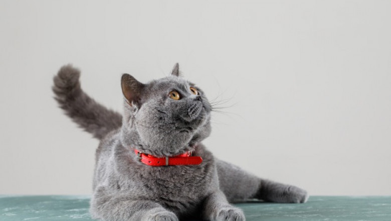 A Cat Scratching Post to Make It Feel Welcome