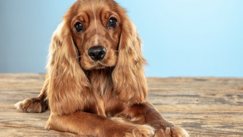 Finding the Ideal Pet Supplies for Your Companions