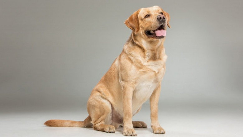 How to Choose the Right Vegan Dog Food for Your Canine Companion?