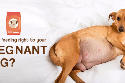 Are you feeding right to your Pregnant Dog?