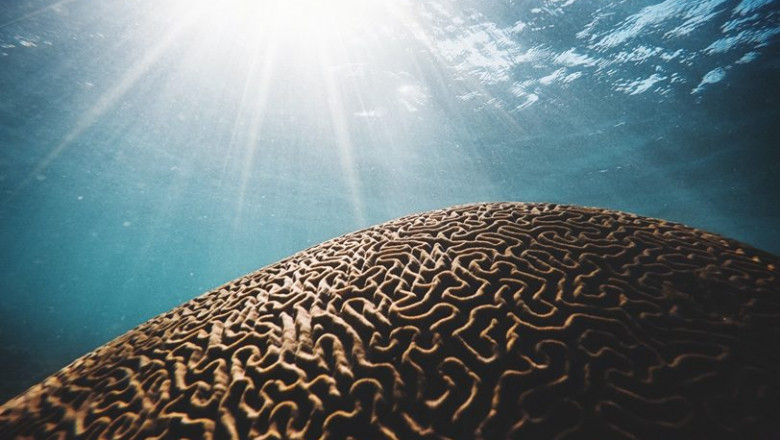 FIXED MINDSET OR GROWTH MINDSET: WHICH ONE DO YOU HAVE?