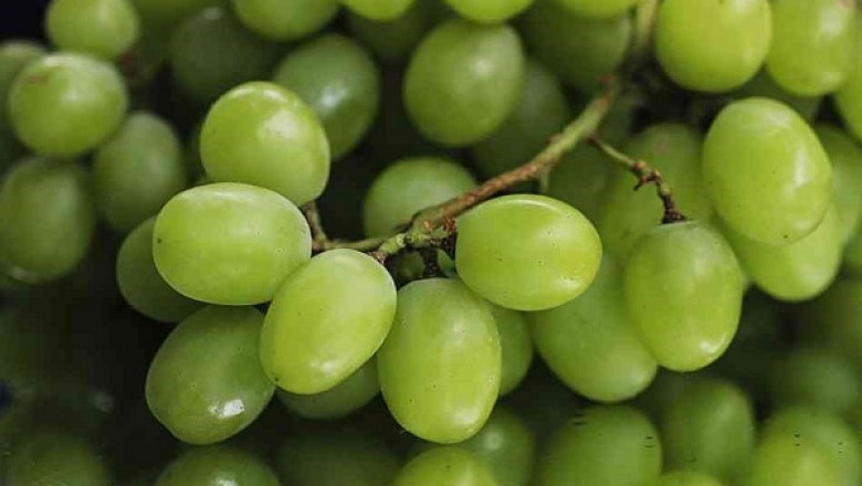 Gibberellins Market : Geographical Dimensions, Competitive Landscape, And Current Trends