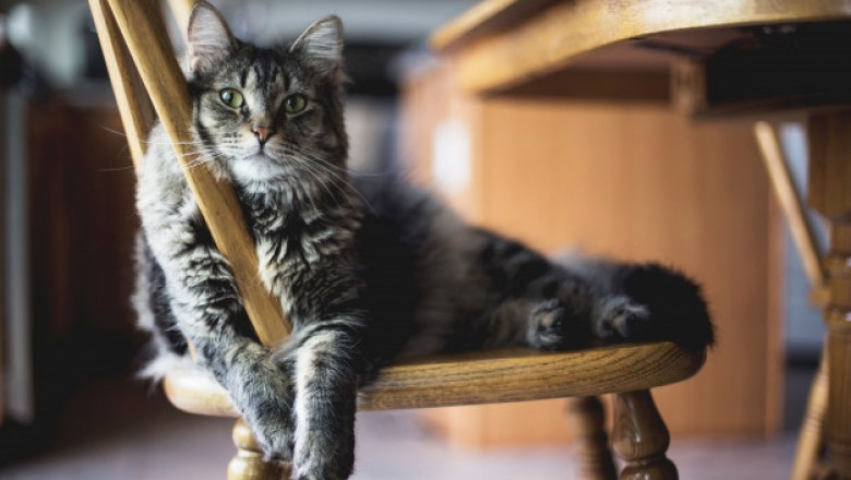 How to Choose a Suitable Cat Scratcher?