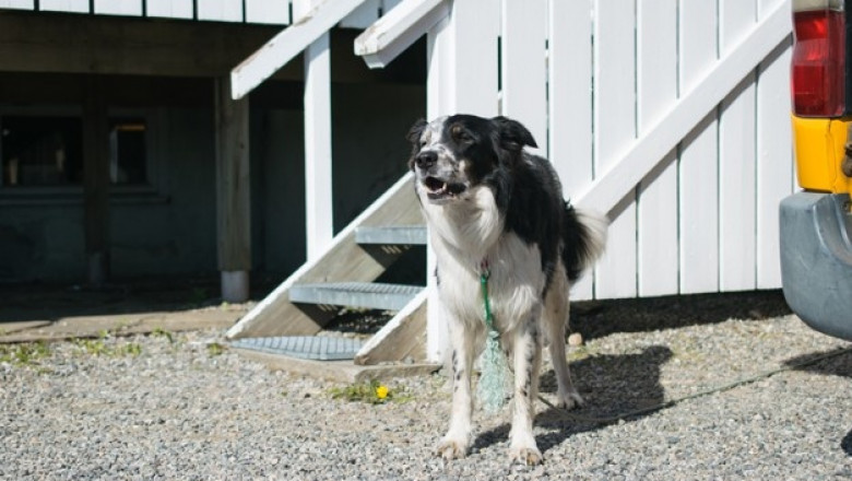 What Aspects to Keep in Mind when Shopping for Dog Cages?