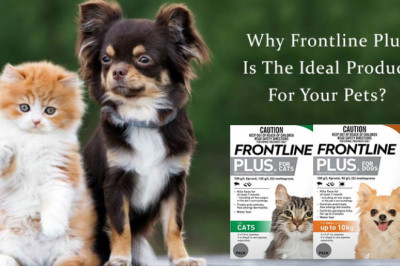 Why Frontline Plus Is The Ideal Product For Your Pets? | DiscountPetCare