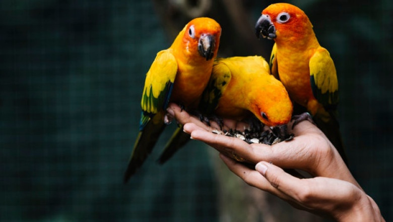 Why Is Bird Seed Not Enough for Birds?