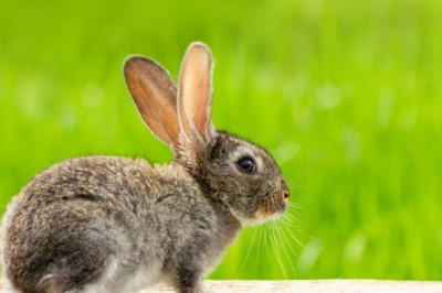 Why Shop Online for Ziwi Peak Dog Food?