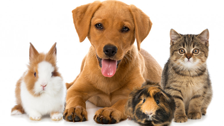 Pet Insurance Market 2022 | Trends, Growth, Size, Demand and Forecast 2027