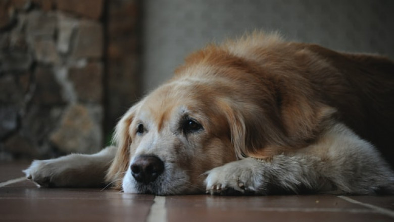 Everything You Need to Buy for Your New Senior Dog