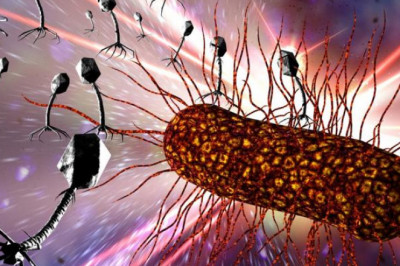 North America Bacteriophages Therapy Market 2021 Offered In New Research Forecast Through 2028