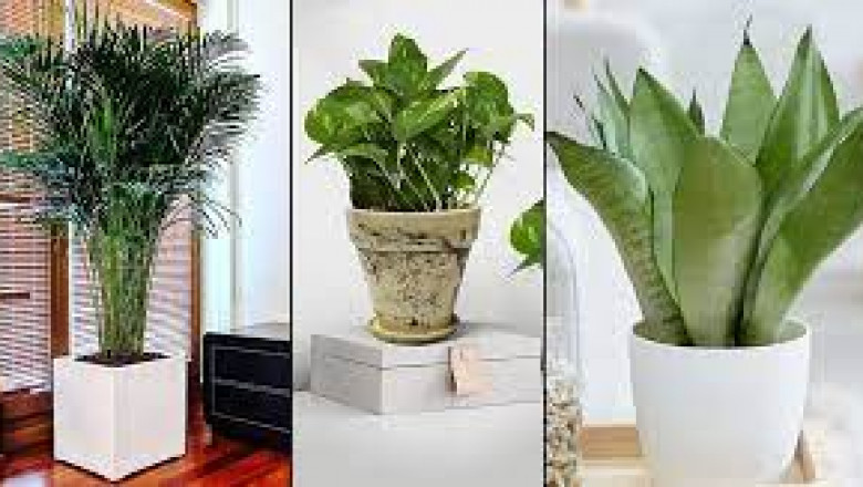 Top 4 air purifying plants for your indoors | Leafbaba
