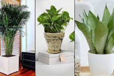 Top 4 air purifying plants for your indoors | Leafbaba