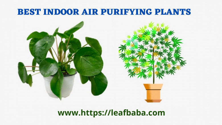 Top 4 Air Purifying Plants for your Indoors