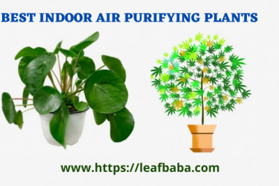 Top 4 Air Purifying Plants for your Indoors