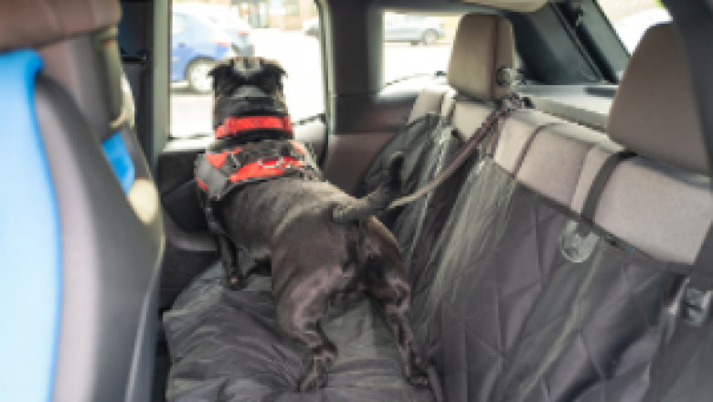 7 Back Seat Covers & Seat Belts for Dogs