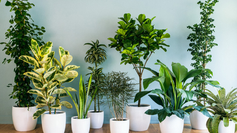 Buy exclusive indoor plants online with Leaf Baba