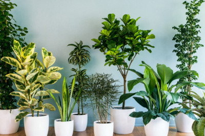 Buy exclusive indoor plants online with Leaf Baba