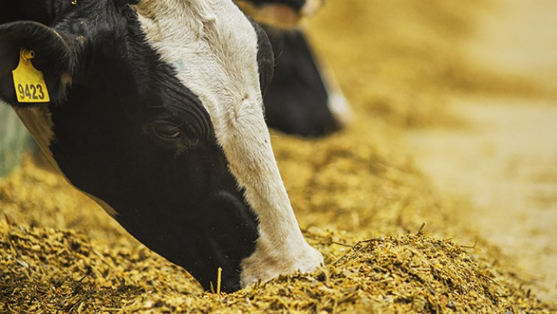 Significant COVID-19 Impact on Animal Nutrition in the Food and Beverages Industry