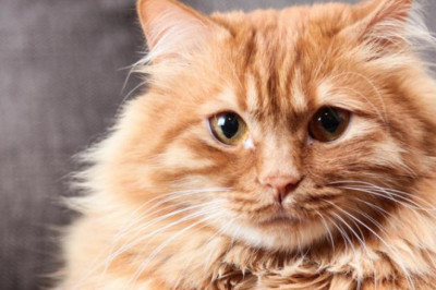 The best content of Cats and other wild cats |hermanogato