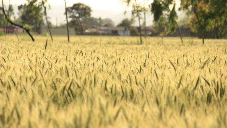 Digital Agriculture Marketplace Market Likely to Experience a Tremendous Growth by 2026