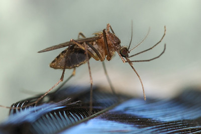 Eastern Ecquine Enchaphilitis Market 2021 - Technological Growth, Industry Status, Trends, Demand and Forecast to 2028