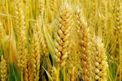 In-depth Analysis on Wheat Protein Market 2021 Focusing on key Players like Cargill, Batory Foods