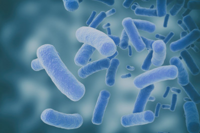 Bacillus Subtilis Market forecast to 2025: top companies, trends & growth factors and trend forecast to 2025