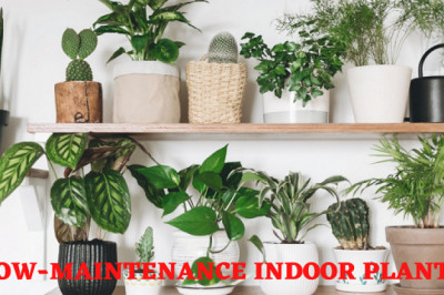 Best low Maintenance Indoor Plants in Winter | Leaf Baba