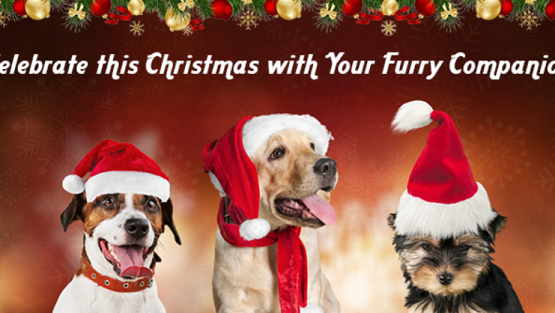 Celebrate this Christmas with Your Furry Companion