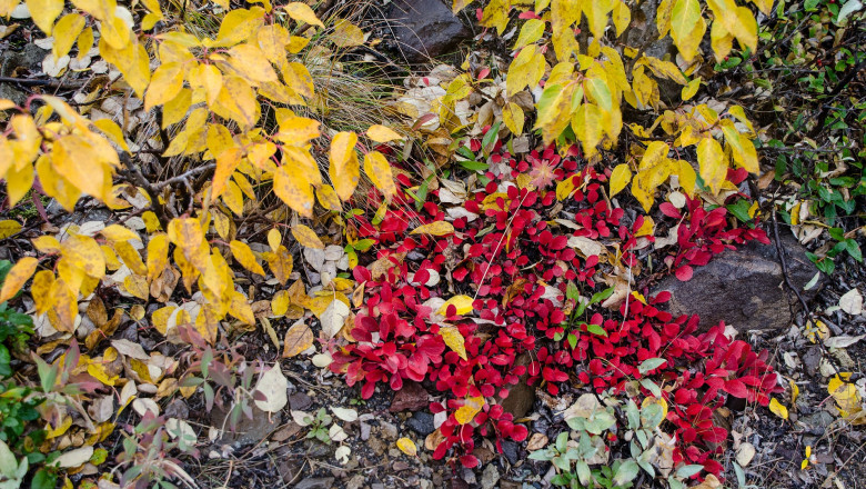 Bearberry Market - Global Industry Analysis 2026