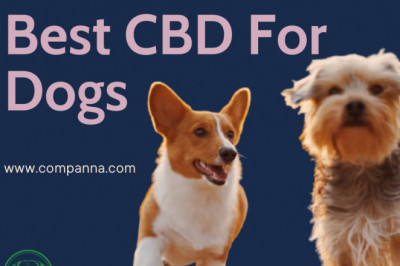 Best CBD For Dogs