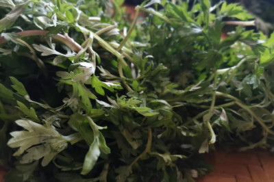 Do you know the Chinese herbal medicine —— Mugwort?