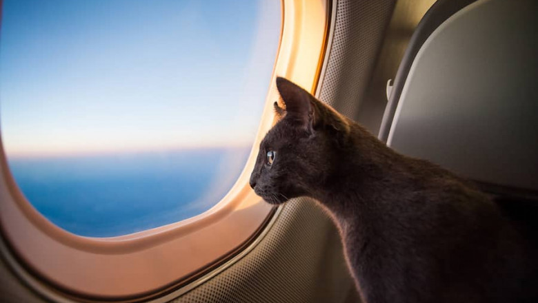Is It Ok To Have Two Emotional Support Pets? – 2021 Guide
