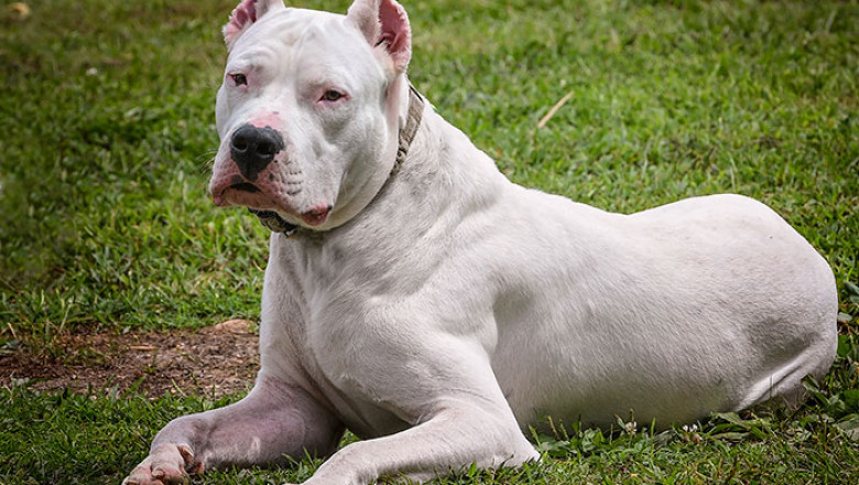Most common emotional support animals - 2021 Guide