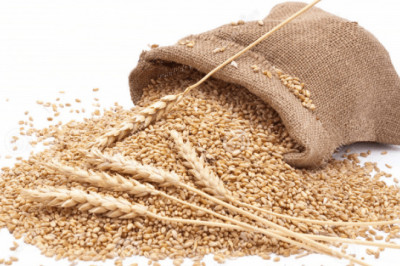 Comprehensive Study on Wheat Protein Market 2021 with Top Leading Vendors like Cargill, Batory Foods