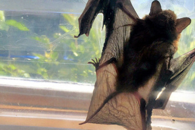 What To Do If You See A Bat