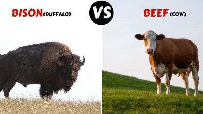 Why You Should Buy Bison Instead of Beef