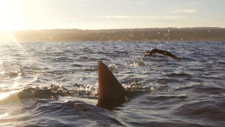 See Sharks in Hawaii Without Cage Diving
