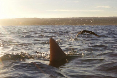 See Sharks in Hawaii Without Cage Diving