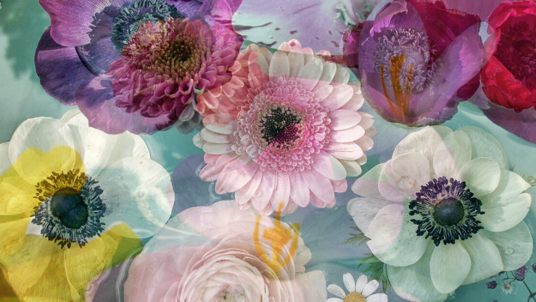 Flower Essences Market Industry Analysis, Size, Share, Growth, Trends, and Forecast 2021 – 2026