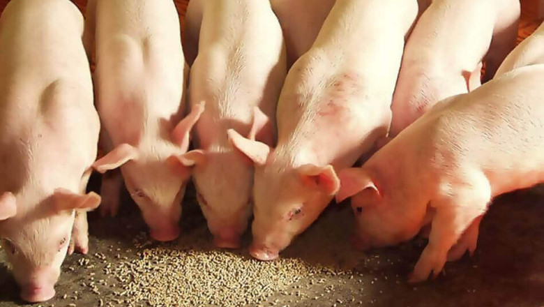 Global Swine Feed Premix Market Intelligence Report Offers Growth Prospects 2021-2027 | Elanco, Cargill, Land O Lakes Feed