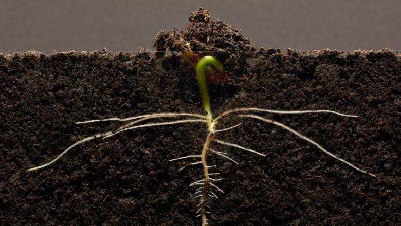 Growing Medium Market Demands 2021 Revolutionary Growth and Future Opportunities 2026