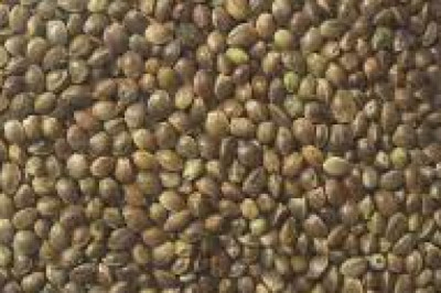 Hemp Seeds Market Insights 2021 and Regional Analysis by 2026