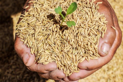 Hybrid Rice Seeds Market  2021 Top Regional Companies and Global Outlook 2026