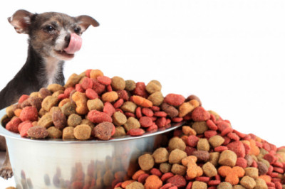 Pet Food Market to Grow at a CAGR of 4.5% During the Forecast Period 2020-2025