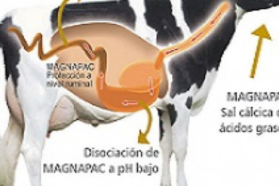 Rumen Bypass Fat Market Share 2021 and Forecast 2026